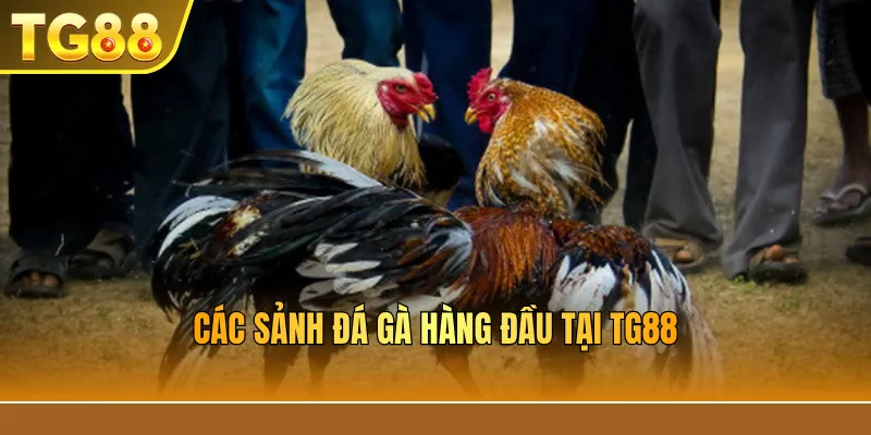 Các sảnh đá gà hàng đầu tại TG88