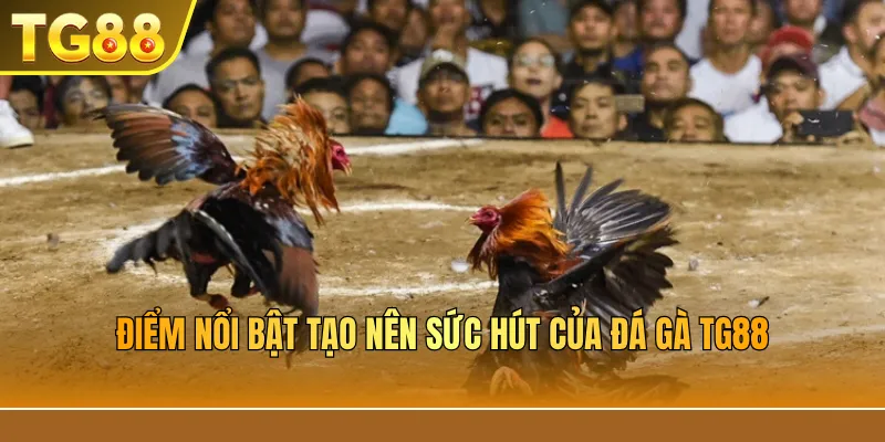 Điểm nổi bật tạo nên sức hút của đá gà TG88