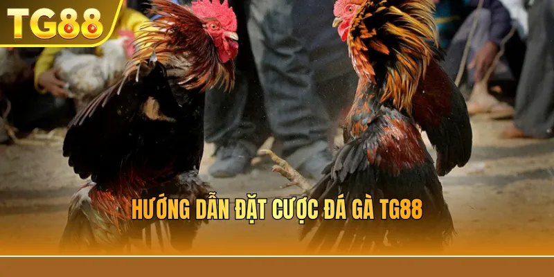 Hướng dẫn đặt cược đá gà TG88