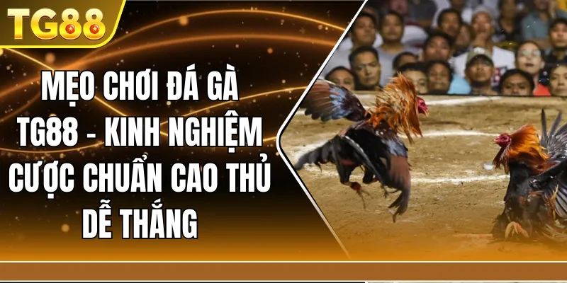 Mẹo Chơi Đá Gà TG88 – Kinh Nghiệm Cược Chuẩn Cao Thủ Dễ Thắng