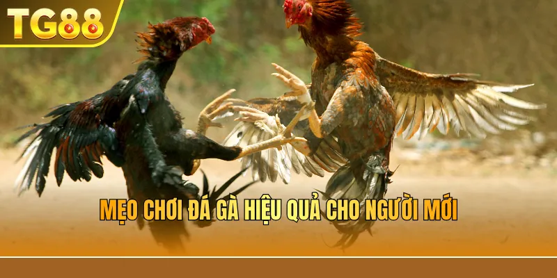 Mẹo chơi đá gà hiệu quả cho người mới
