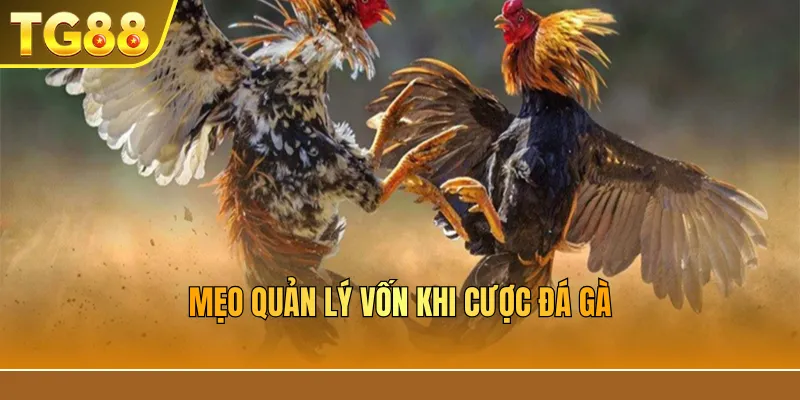 Mẹo quản lý vốn khi cược đá gà