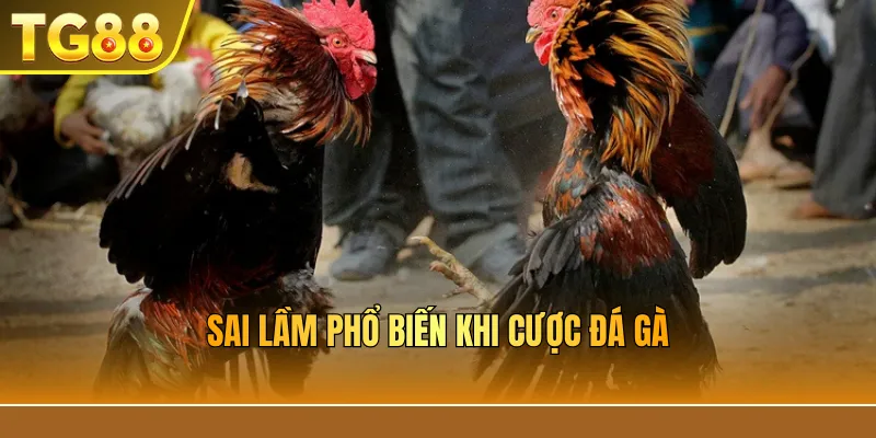 Sai lầm phổ biến khi cược đá gà